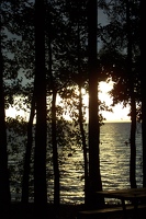 Sunset through trees