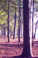 Evening trees