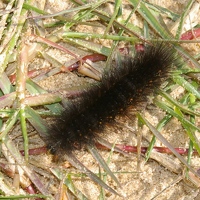 Caterpillar