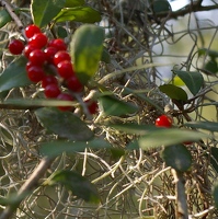 Berries and moss