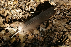 Feather