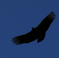 Vulture in flight