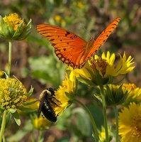 Butterfly and bee