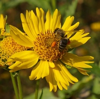 Bee