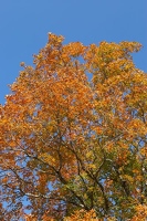 Big tooth maple tree