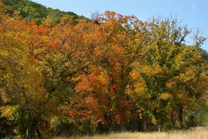 Fall color