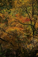 In the maple forest