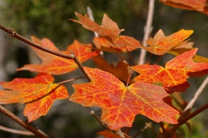 Big tooth maple leaves