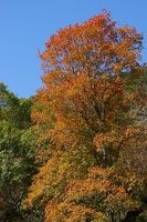 Fall color