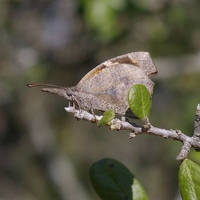 Snout butterfly