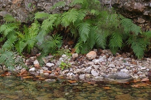 Ferns near spring