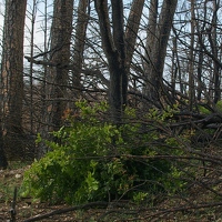 Oak growth