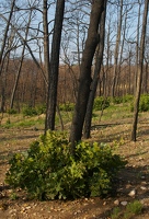 Oak growth