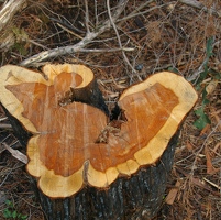 Interesting cross section of tree