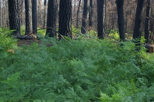 Thick ferns