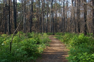 Hiking trail