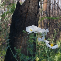 Beautiful white poppies