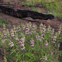 Monarda with burned tree trunk