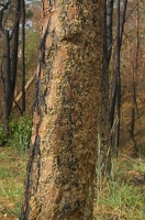 Hydro-mulch on tree