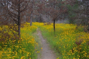 Forest floor full of flowers - coreopsis