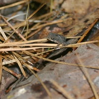 Tiny toad! Not a Houston toad, though