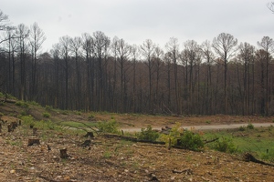 Park road between Bastrop and Buescher parks