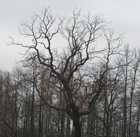 Burned branches