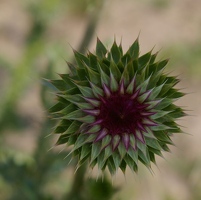 Thistle head