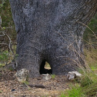 See-through tree