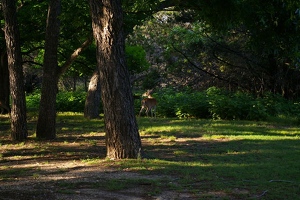 Our campsite