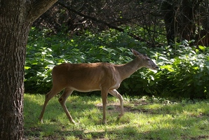 Deer in campsite