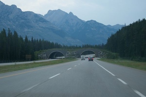 Wildlife bridge