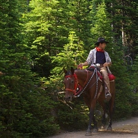 Horse