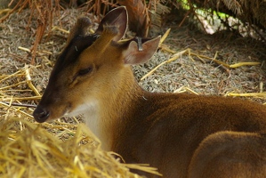 Dik-dik