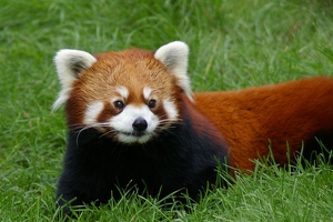 Red panda
