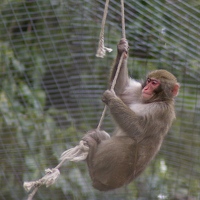 Japanese macaque