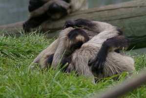Wrestling monkeys