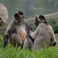 Monkey friends