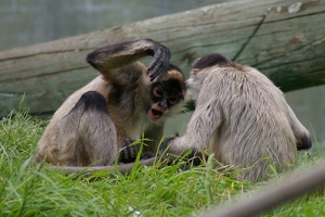 "Hey, let go of my tail!"
