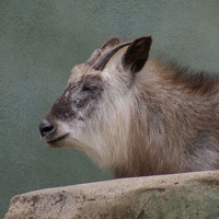Japanese serow
