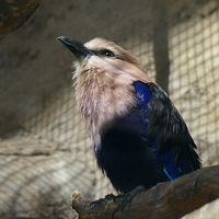 Blue-bellied roller