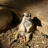 Spike the meerkat