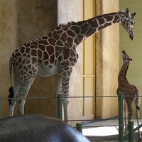 Giraffe mom and baby