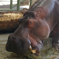 Hippo