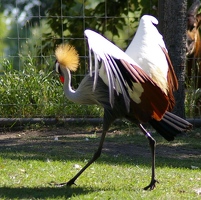 Dancing crane