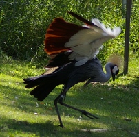 Dancing crane