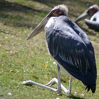 Sitting bird