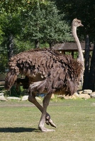Ostrich