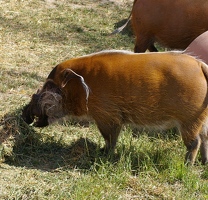 Red river hogs