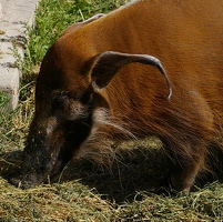 Red river hog